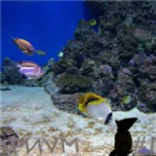 Лисёнок и рыба... много рыбы...