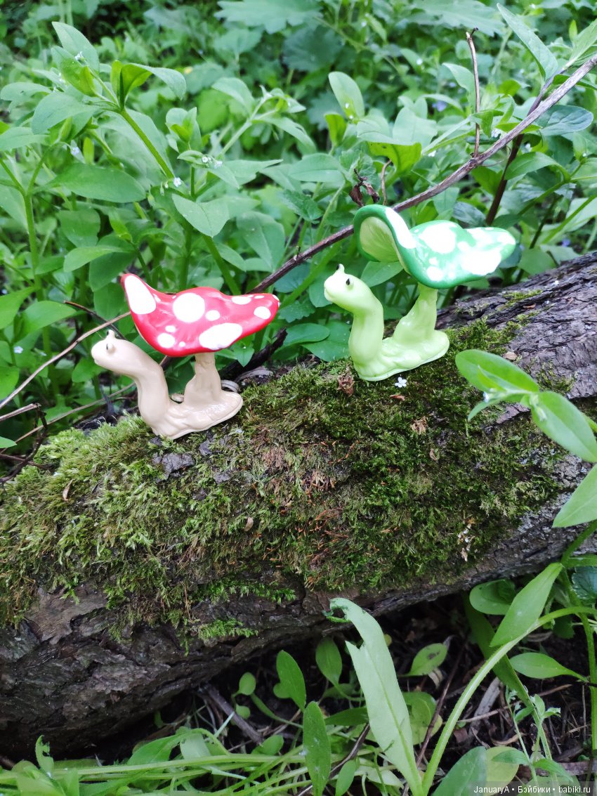 Царство грибов, мхов и лишайников прямо в нашем дворе