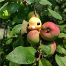 Попугайчик Kotoribir