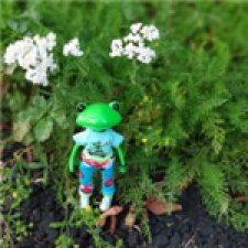 Лето с лягушками