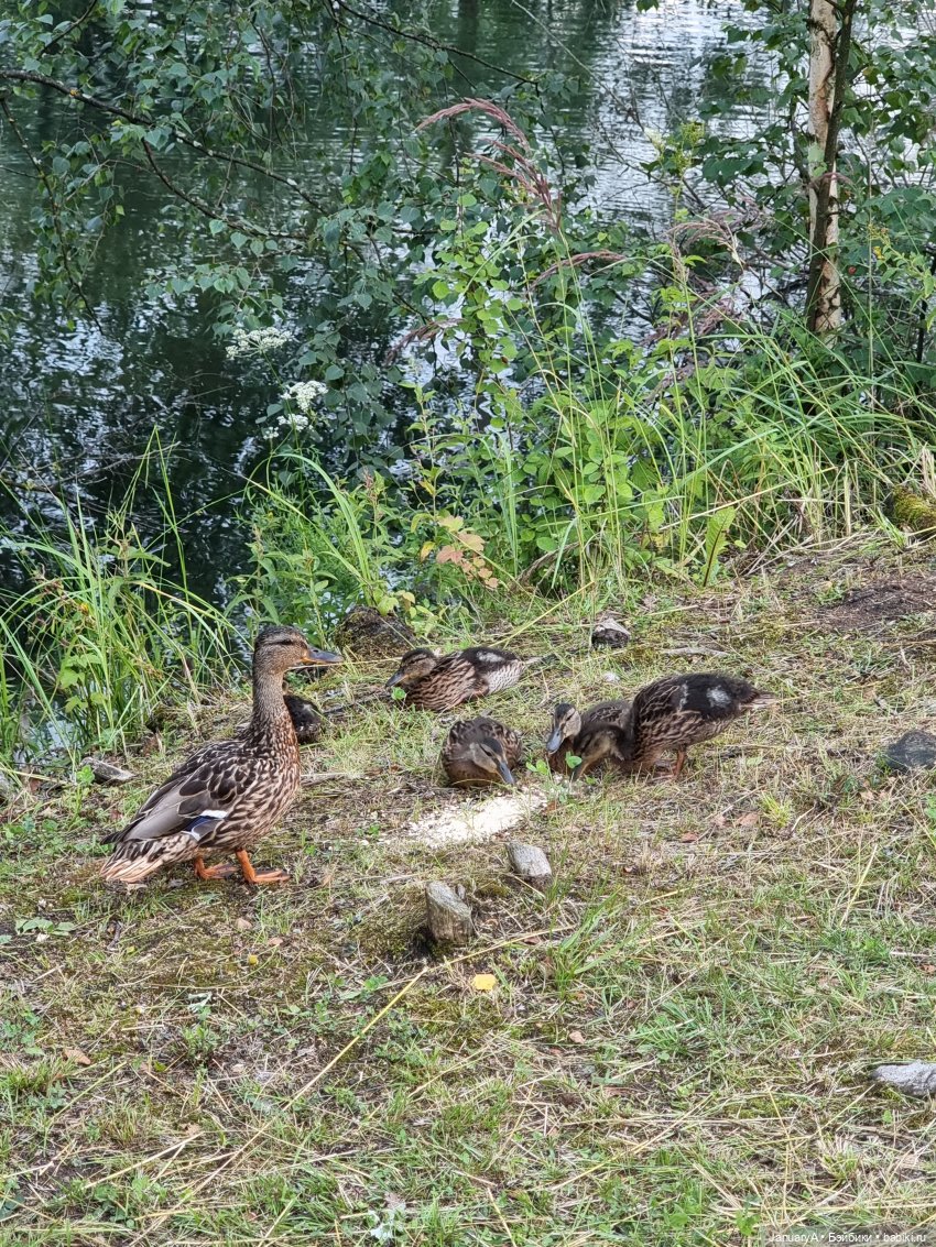 Импортозамещение... Машенька