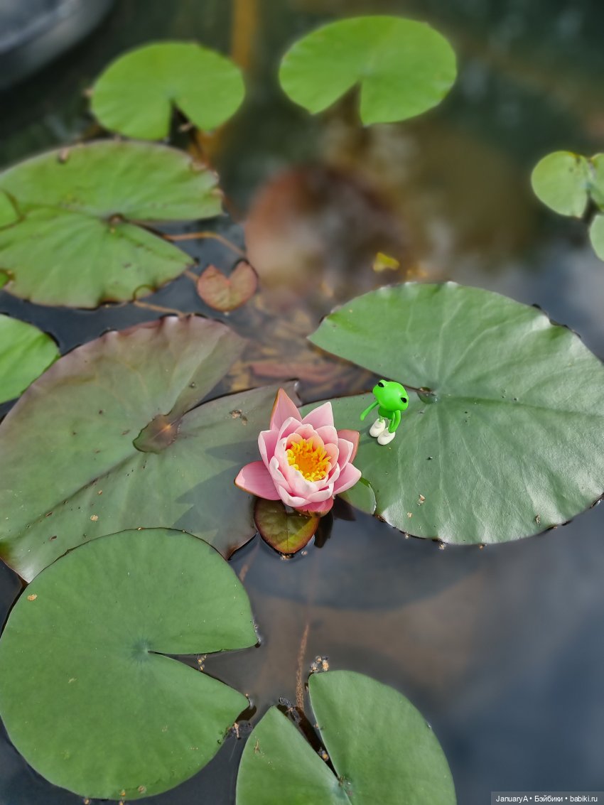 Отдых у воды. Wonder frog (фото 2)