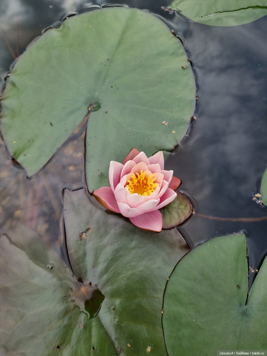 Отдых у воды. Wonder frog