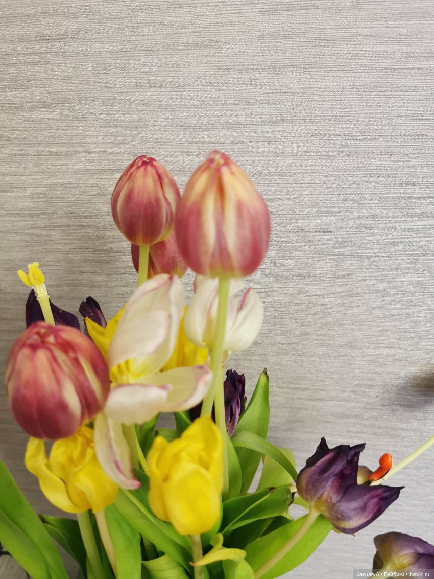 Флешмоб 🌷 День увядшего тюльпана 🌷 (фото 5)