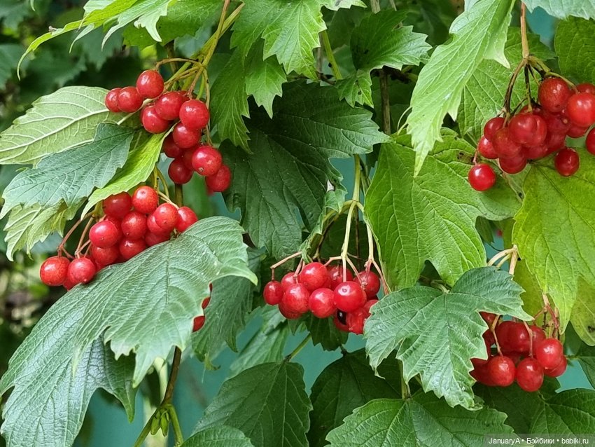 Чаепитие с Ларви — Коллекционные фигурки (разное): животные