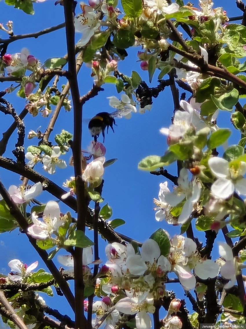 Весна 🌱 — Красивая природа и цветы: фото пейзажей (фото 3)