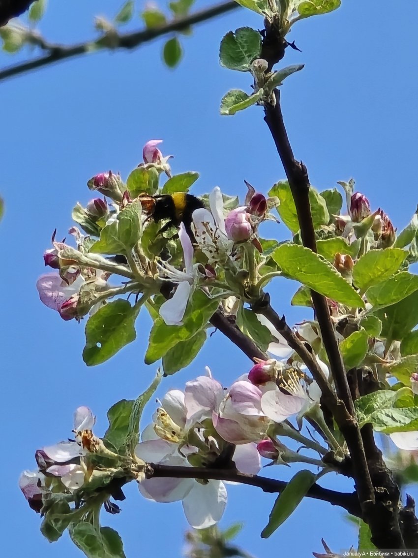 Весна 🌱 — Красивая природа и цветы: фото пейзажей