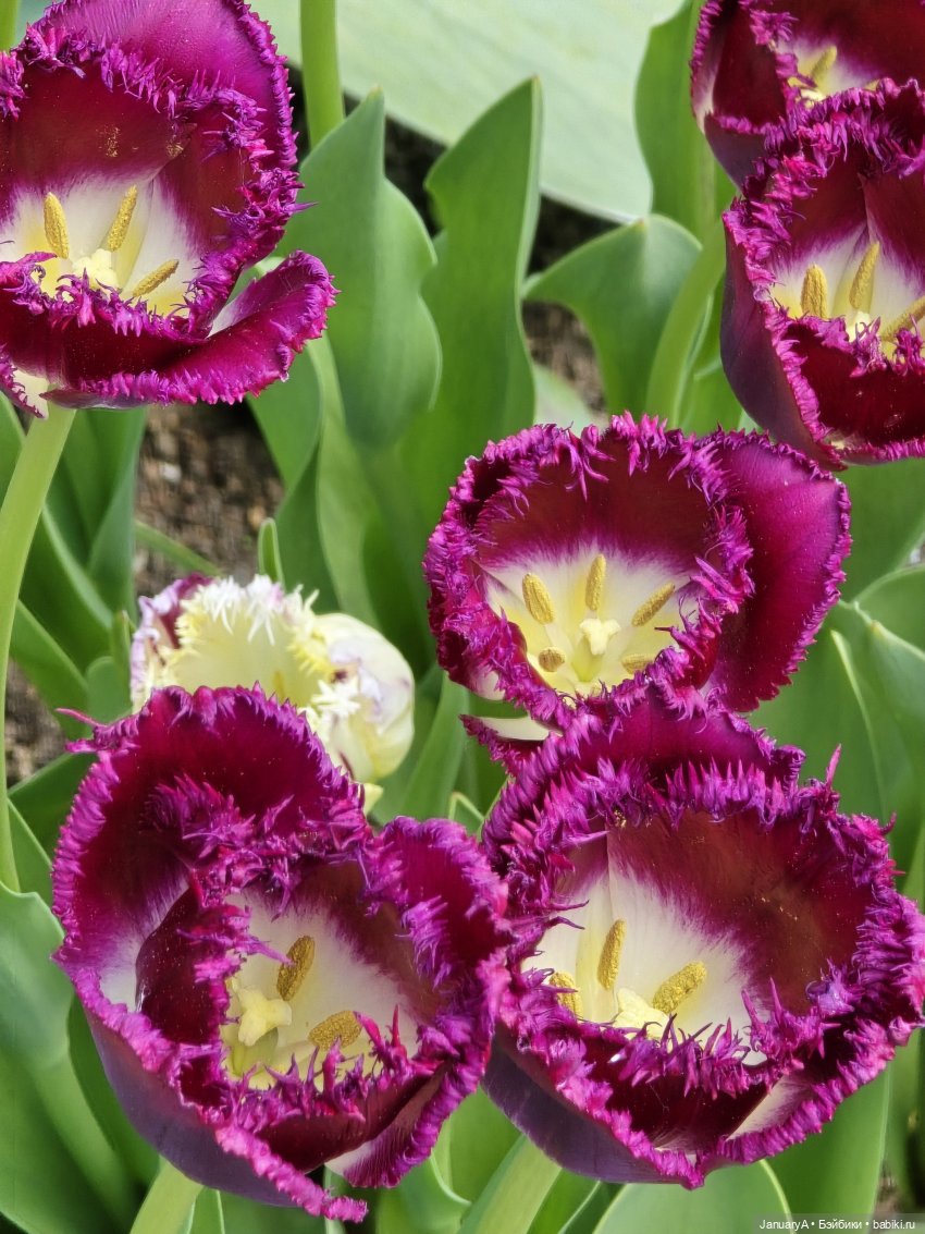 Весна 🌱 — Красивая природа и цветы: фото пейзажей (фото 2)