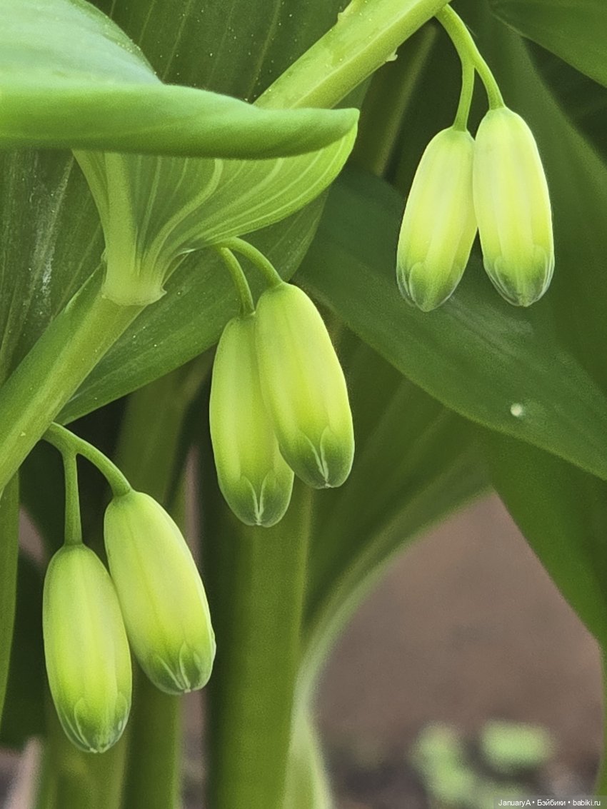 Весна 🌱 — Красивая природа и цветы: фото пейзажей (фото 9)