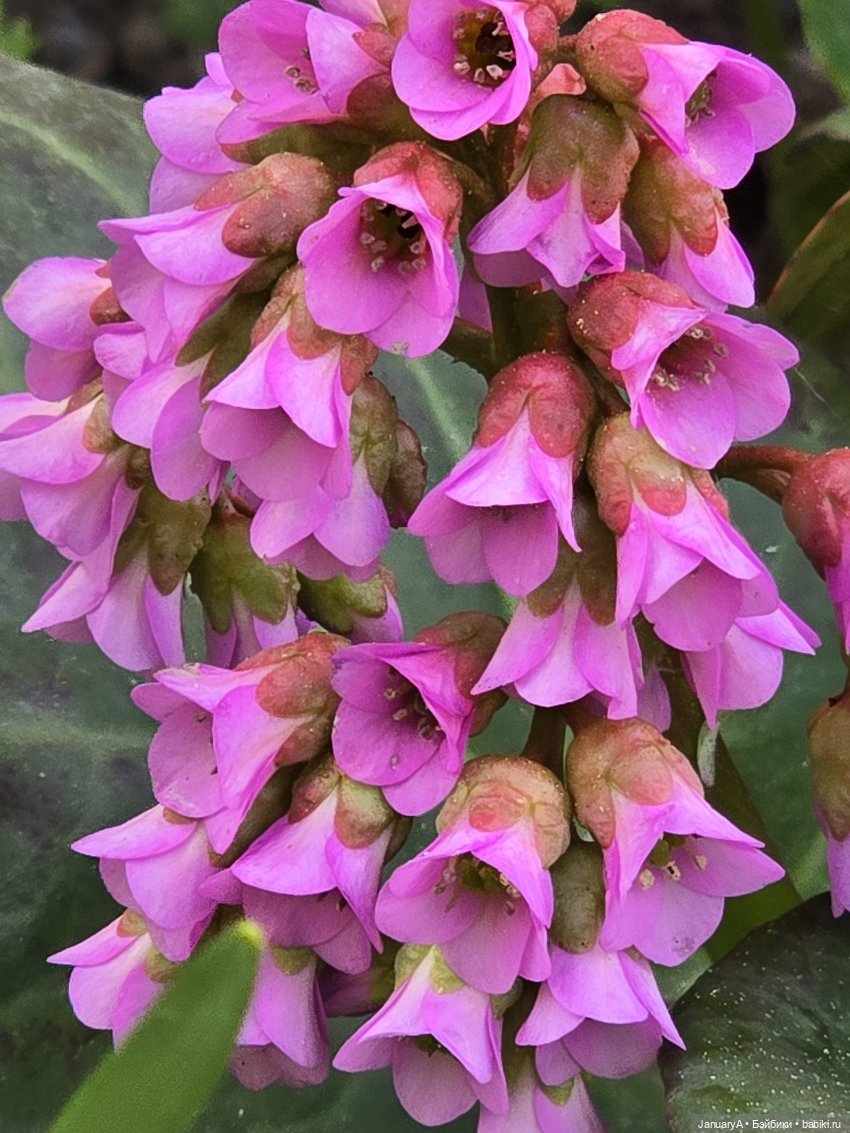 Весна 🌱 — Красивая природа и цветы: фото пейзажей (фото 6)