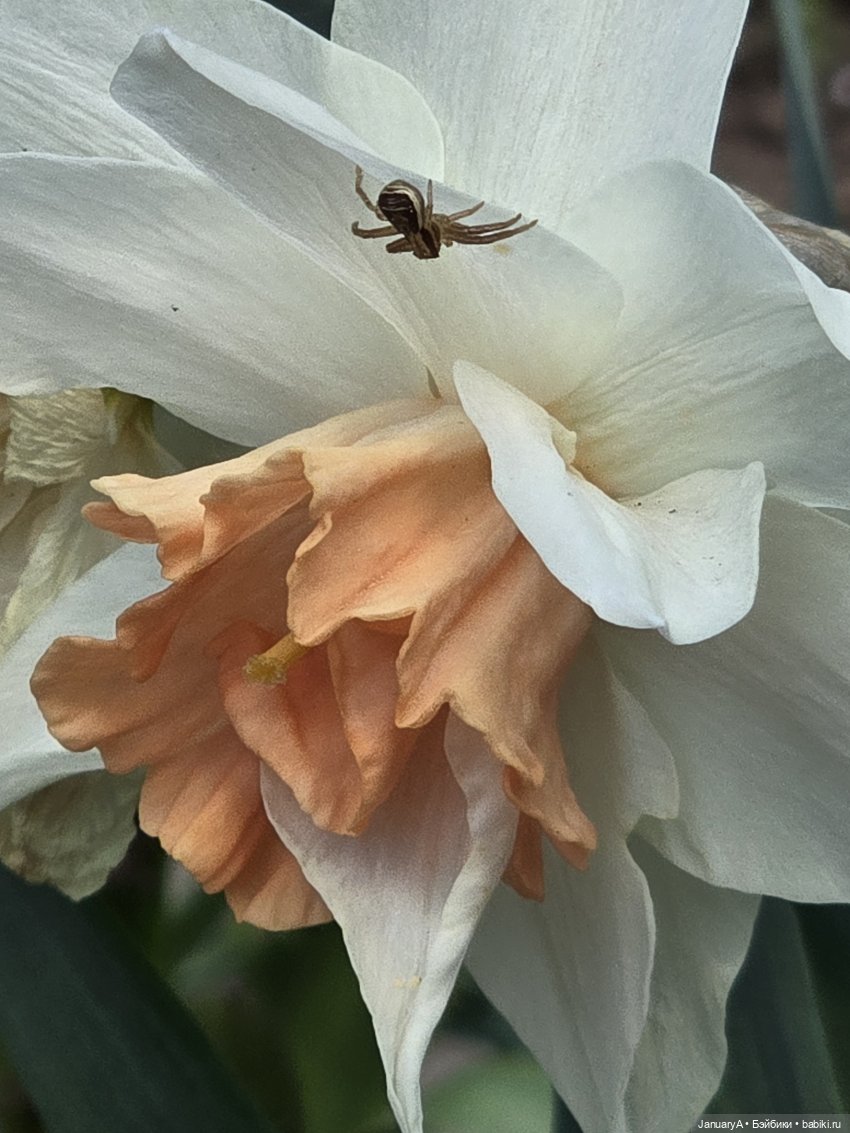 Весна 🌱 — Красивая природа и цветы: фото пейзажей (фото 5)