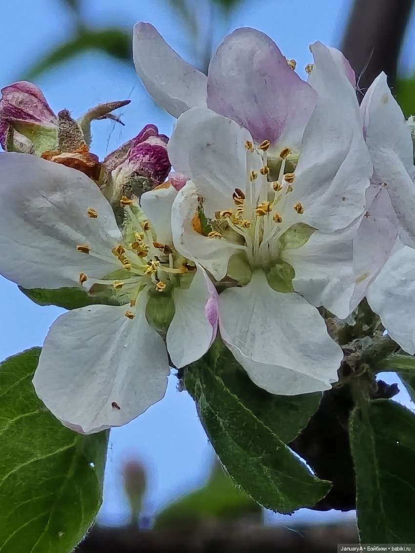 Весна 🌱 — Красивая природа и цветы: фото пейзажей