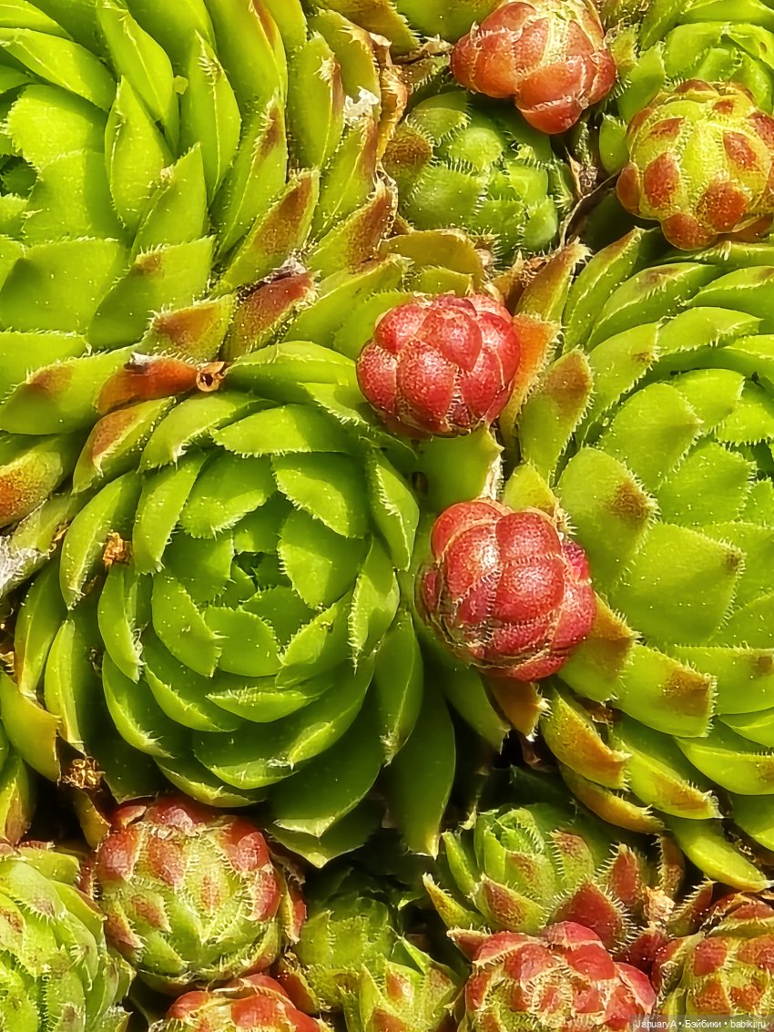 Весна 🌱 — Красивая природа и цветы: фото пейзажей