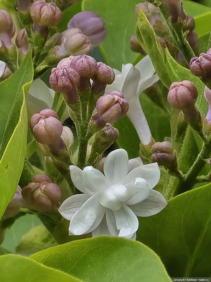 Весна 🌱 — Красивая природа и цветы: фото пейзажей