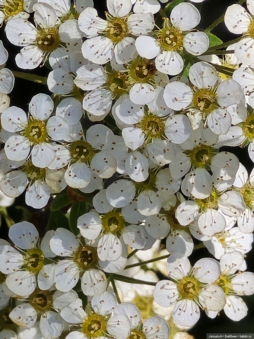 Весна 🌱 — Красивая природа и цветы: фото пейзажей