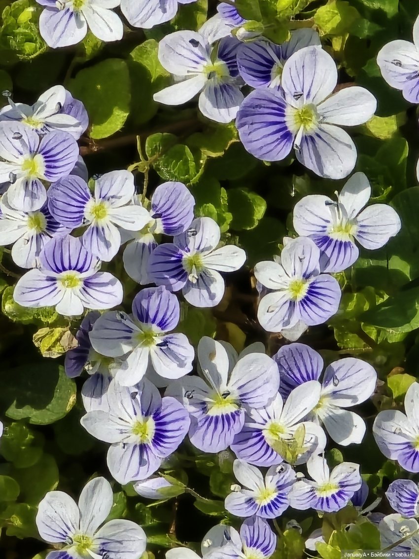 Весна 🌱 — Красивая природа и цветы: фото пейзажей (фото 7)