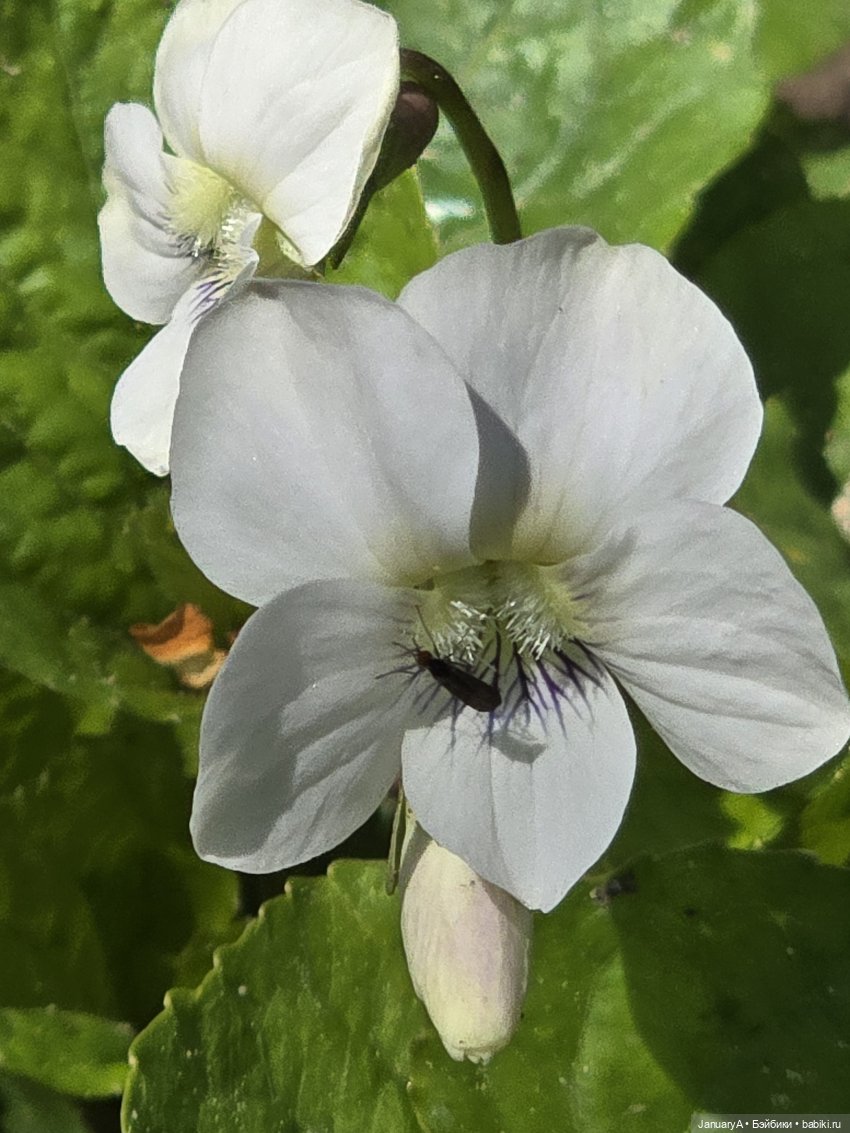 Весна 🌱 — Красивая природа и цветы: фото пейзажей (фото 10)