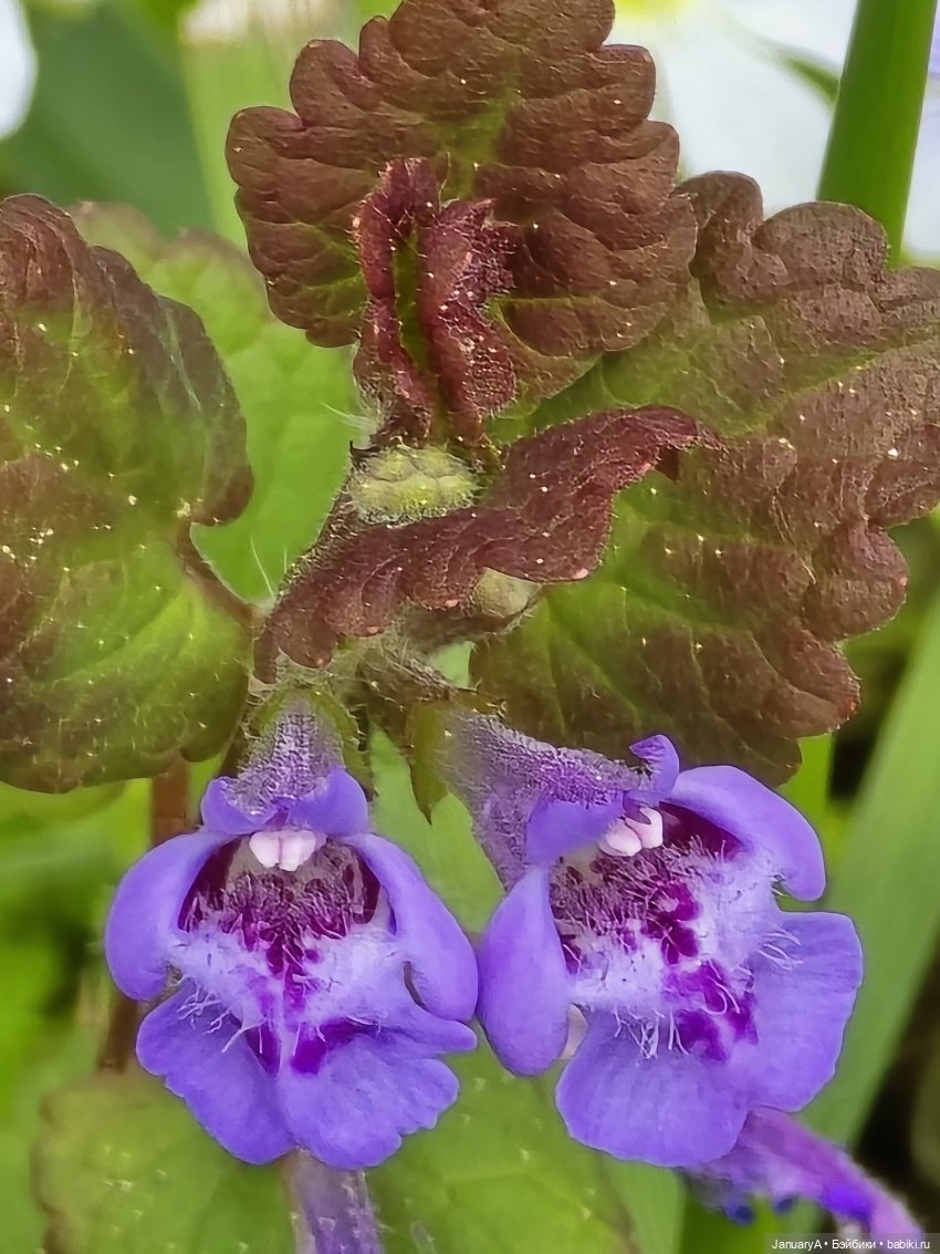 Весна 🌱 — Красивая природа и цветы: фото пейзажей