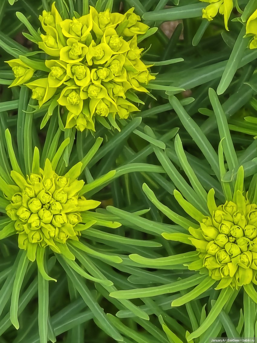 Весна 🌱 — Красивая природа и цветы: фото пейзажей