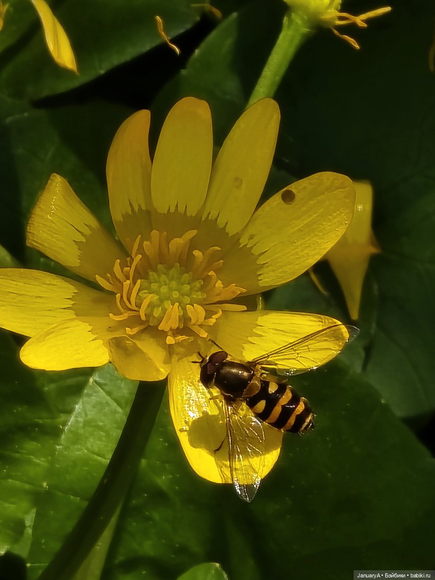 Весна 🌱 — Красивая природа и цветы: фото пейзажей (фото 8)
