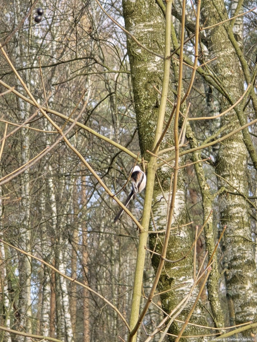 Мишка Zsiga — Фигурки Pop Mart (Поп Март): Blind Box