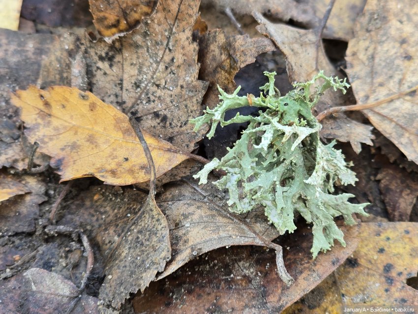Мишка Zsiga — Фигурки Pop Mart (Поп Март): Blind Box