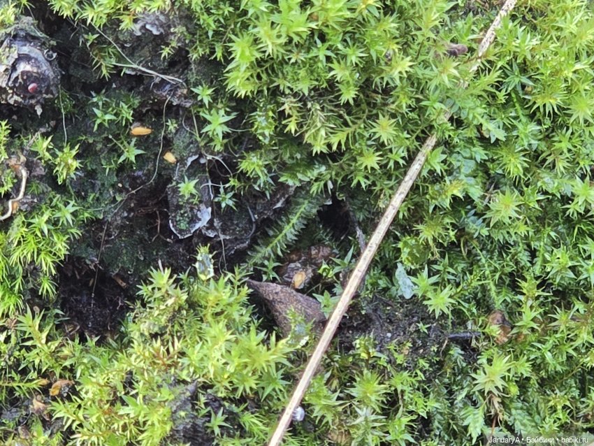 Мишка Zsiga — Фигурки Pop Mart (Поп Март): Blind Box