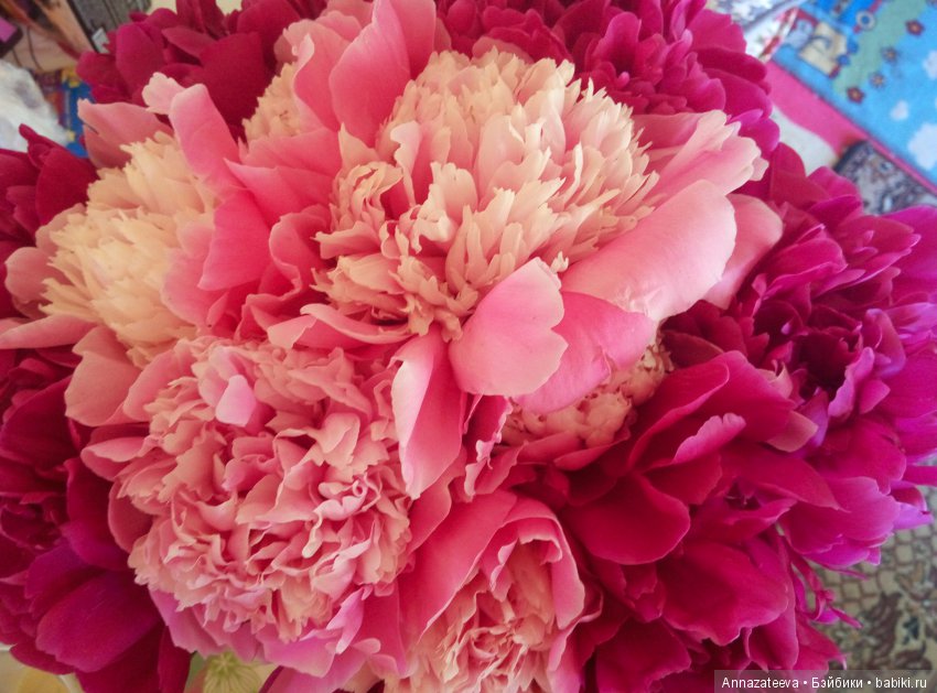 Нежный июнь — Куклы Реборн (Reborn): работы мастеров