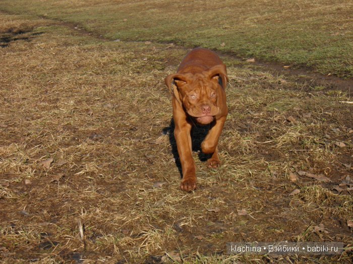 Разрешите представиться! Нора и Лиу от Паола Рейна | Бэйбики Разрешите представиться! Нора и Лиу от Паола Рейна (фото 6)