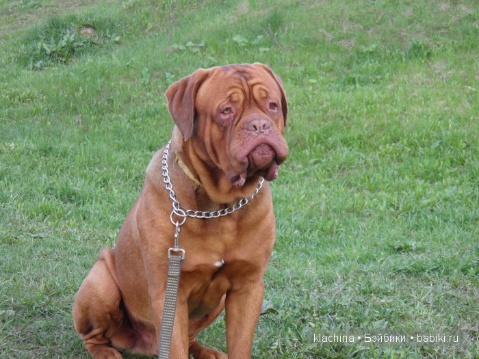 Разрешите представиться! Нора и Лиу от Паола Рейна | Бэйбики Разрешите представиться! Нора и Лиу от Паола Рейна (фото 5)