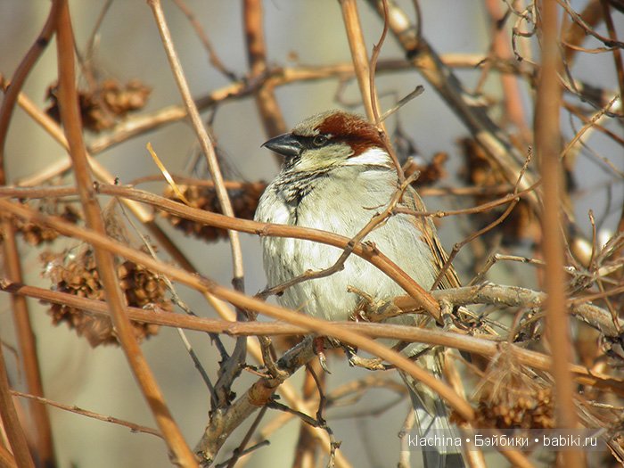 Как Егорушка с Соней Дракона спасали (фото 6)