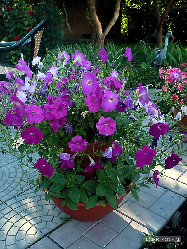 Как хороши, как свежи были розы (фото 6)