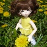 Одуванчики