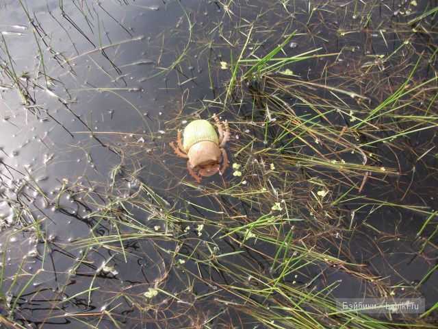 Как девочки провели свой отпуск в деревне | Бэйбики Как девочки провели свой отпуск в деревне