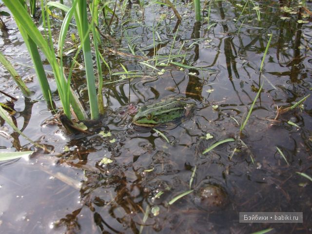 Как девочки провели свой отпуск в деревне | Бэйбики Как девочки провели свой отпуск в деревне