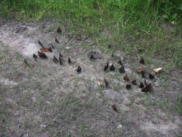 Как девочки провели свой отпуск в деревне | Бэйбики Как девочки провели свой отпуск в деревне (фото 8)