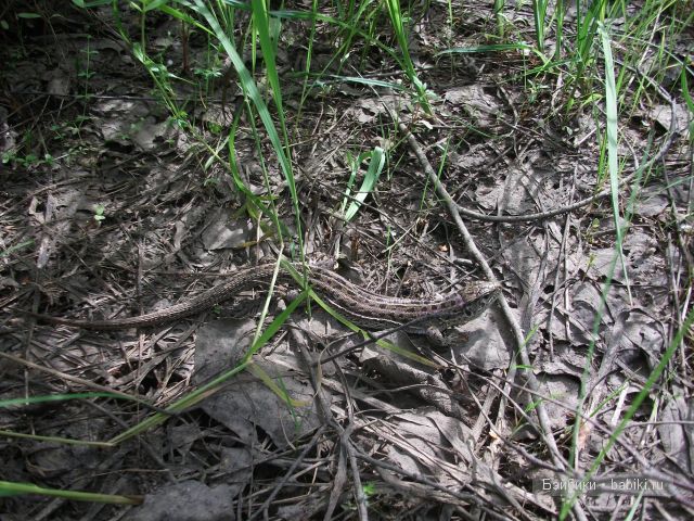 Как девочки провели свой отпуск в деревне | Бэйбики Как девочки провели свой отпуск в деревне