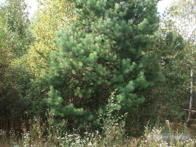 куклы и многое другое