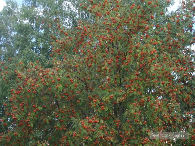 куклы и многое другое