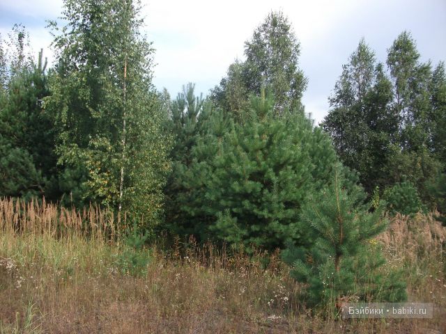 куклы и многое другое