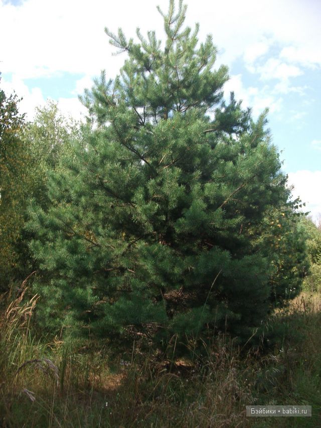 куклы и многое другое