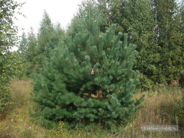 Как Манюня с Аленкой провели свой отдых в мещере | Бэйбики Как Манюня с Аленкой провели свой отдых в мещере (фото 10)