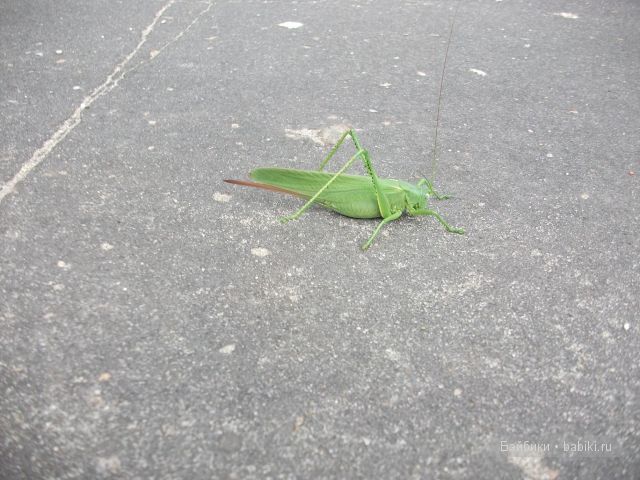 Как Манюня с Аленкой провели свой отдых в мещере | Бэйбики Как Манюня с Аленкой провели свой отдых в мещере