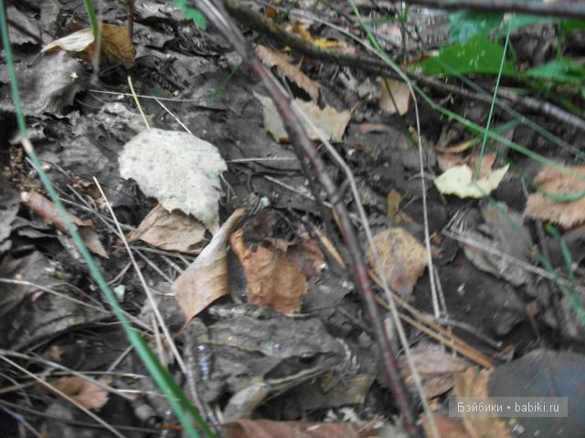 Как Манюня с Аленкой провели свой отдых в мещере | Бэйбики Как Манюня с Аленкой провели свой отдых в мещере