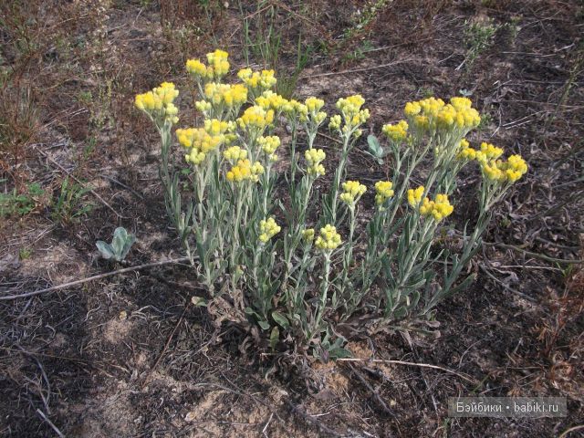Как Манюня с Аленкой провели свой отдых в мещере | Бэйбики Как Манюня с Аленкой провели свой отдых в мещере (фото 3)