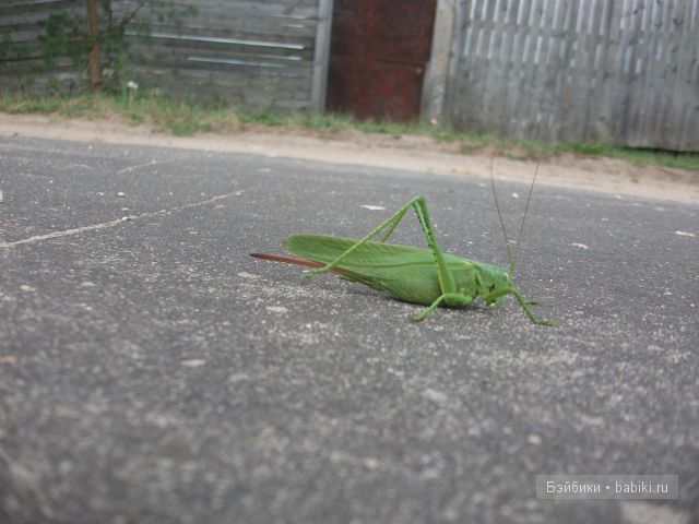 Как Манюня с Аленкой провели свой отдых в мещере | Бэйбики Как Манюня с Аленкой провели свой отдых в мещере