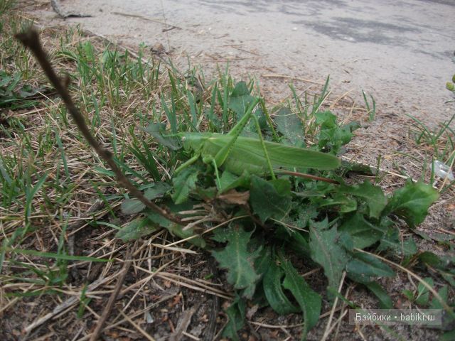 Как Манюня с Аленкой провели свой отдых в мещере | Бэйбики Как Манюня с Аленкой провели свой отдых в мещере