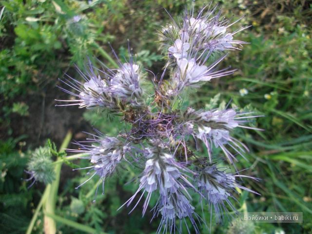 Как Манюня с Аленкой провели свой отдых в мещере | Бэйбики Как Манюня с Аленкой провели свой отдых в мещере