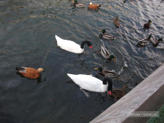 куклы куклы