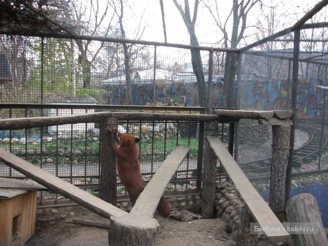 куклы куклы